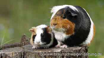 Hildesheim: 14 Meerschweinchen mit Luftgewehr erschossen
