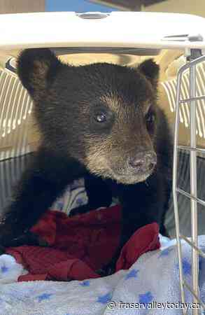 Manitoba bear cub that sustained burns from forest fire dies from injuries