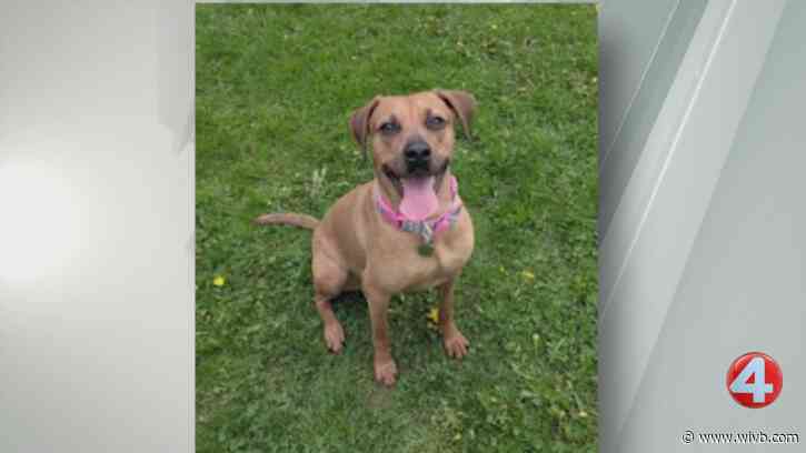 Ginger 'loves to snuggle,' looking for her forever home