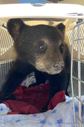 Manitoba bear cub that sustained burns from forest fire dies from injuries
