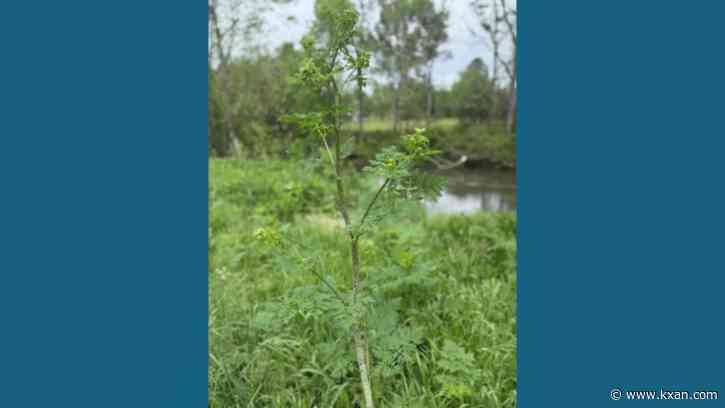This 'highly toxic' plant is spreading around US: Here's how to get rid of it