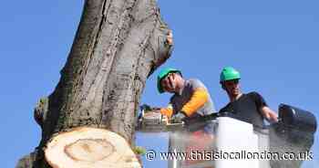 Trimming of preserved tree and flat conversions among Croydon planning updates
