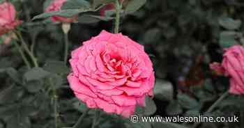 Garden expert's low-pollen flowers for hay fever sufferers