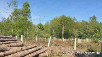 Bezirk lässt Fichtenwald abholzen, um die Natur zu schützen