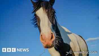 Your photos: Stunning blooms and a curious horse