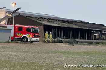Tientallen kalveren komen om bij brand in stal