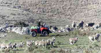 'Lambs to the slaughter': farmers living in fear of wild dog attacks