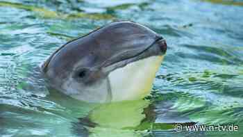 Immer weniger Schweinswale: Tiere leiden unter Menschen in der deutschen Ostsee