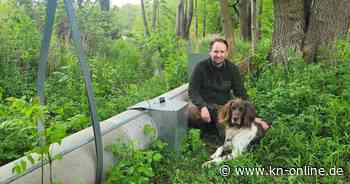 Nutrias in Schleswig-Holstein: Wie sie in Giekau gejagt werden