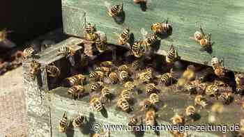 Aueschule Wendeburg: Fleißige Bienen und dreister Diebstahl