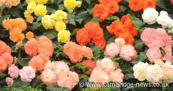 'Beloved husband' remembered in death notices from Cambridgeshire this week