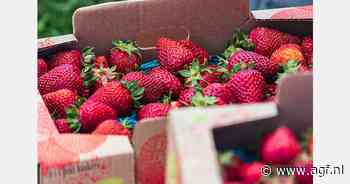 91ste editie aardbeienmarkt Beerveld kent nog maar weinig deelnemers