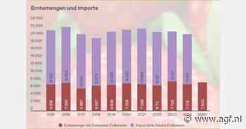 Ondanks afnemend areaal goede aardbeienoogst verwacht in Zwitserland