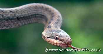 'Shy and incredibly scarce' snake that is rarest in the UK and where to find it