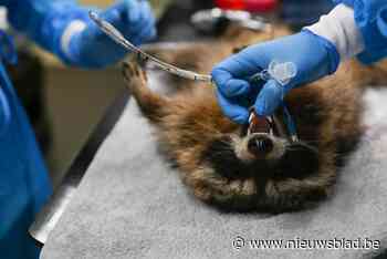 In Hasselt gevangen wasbeer blijkt besmet met spoelworm: “Een parasiet die ook gevaarlijk zou kunnen zijn voor de mens”