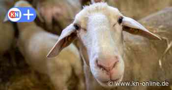 Tierdrama in Schleswig-Holstein: Über 100 Schafe verhungert – Landwirt verschenkt Herde auf eBay