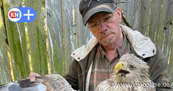 Tote Seeadler gefunden - Experten befürchten Vergiftungen