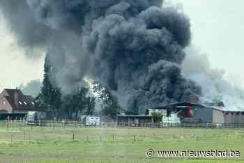 Rookwolk van ver te zien na brand in Evergem: alle dieren in stal overleden, brandweer ter plaatse