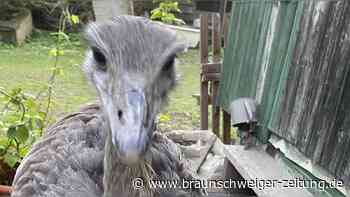 Suche mit Drohnen: keine Spur vom ausgebüxten Nandu in Heiningen