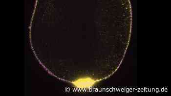 Forscher erschaffen künstliche Fruchtblase