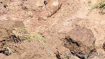 Bom uit Tweede Wereldoorlog onschadelijk gemaakt in Stabroek