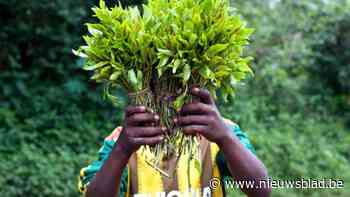 Vrienden riskeren celstraf voor bezit van khat: “In Somalië is dat een middel tegen keelpijn”