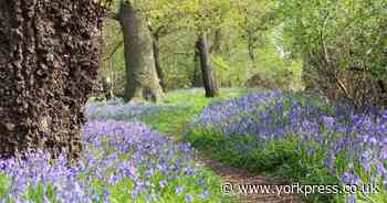 10 of the best places to see bluebells in Yorkshire