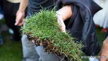 1. FC Köln: Fans verkaufen Stück Rasen für 1948 Euro