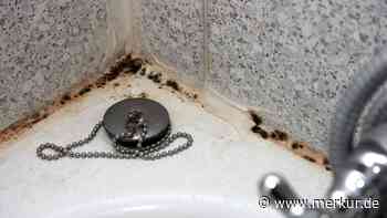 Schwarzer Schimmel in der Dusche entfernen: Gegen diese Wunderwaffen hat er keine Chance