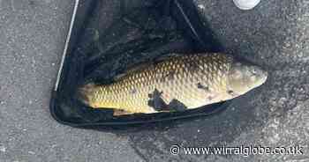 Community anglers issue warning after fish die in Wirral pond