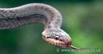 'Shy and incredibly scarce' snake that is rarest in the UK and where to find it