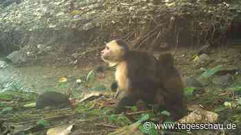 Kapuzineraffen entführen offenbar aus Langeweile Brüllaffenbabys