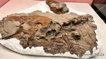 Royal Tyrrell marks 40th anniversary with groundbreaking dinosaur discoveries