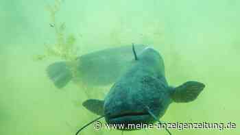 Welse im Gardasee – Mai bis Juni ist Vorsicht vor dem „Monsterfisch“ geboten