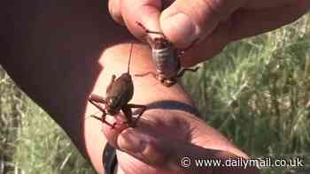 Chaos as biblical plague of cannibal crickets invades US state creating 'death trap conditions'