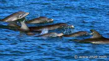 Want to Speak to Dophins? Researchers Won $100,000 AI Prize Studying Their Whistling