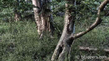 One Lens, Real Struggles: An Honest Look at Creative Limits