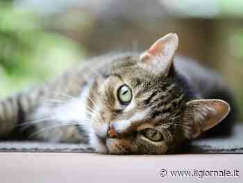 Peritonite felina, l'appello dell'On. Brambilla: "Autorizzare farmaco salva-vita"