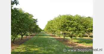 Subsidie voor agroforestry in Noord-Brabant