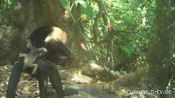 Tödlicher Trend im Nationalpark: Affen tragen artfremde Babys als Accessoire
