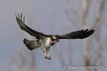 Natuurvereniging wil visarend laten broeden aan Donkmeer