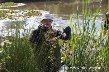Vrijwilligers bestrijden uitheemse waterplant in natuurgebied: “Van groot belang om de natuur te beschermen”