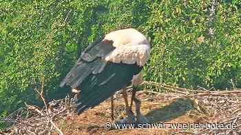 Tier-Nachwuchs in Nagold: Drei Storchenbabys kuscheln im Nest
