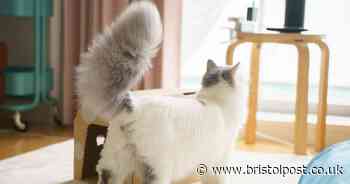 The reason cats present their behind to you when you pet them