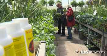 Home gardening sees surge in popularity