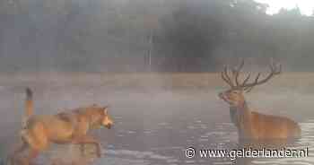 Onderzoekers: Dieet van wolf op Veluwe en in Drenthe bestaat vooral uit herten en zwijnen