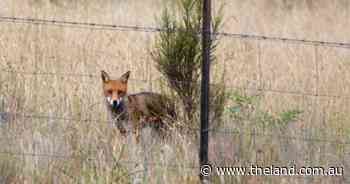 Group baiting program returns to tackle rising New England fox population