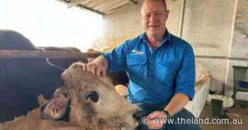 Walking a fine line between Islamic tradition and animal welfare guidelines