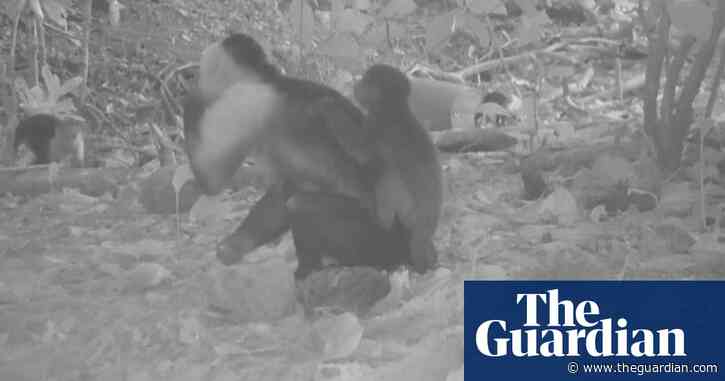 'Monkey kidnappings': footage shows capuchin monkeys carrying baby howler monkeys – video