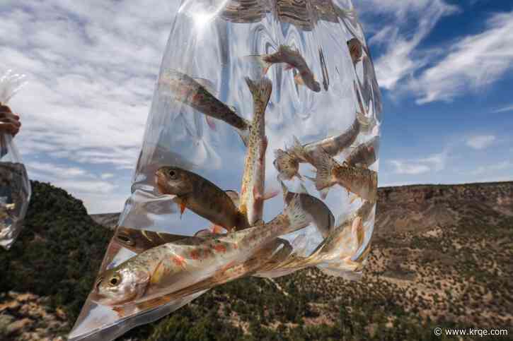 Rio Grande cutthroat trout fingerlings transported to Rio Grande gorge
